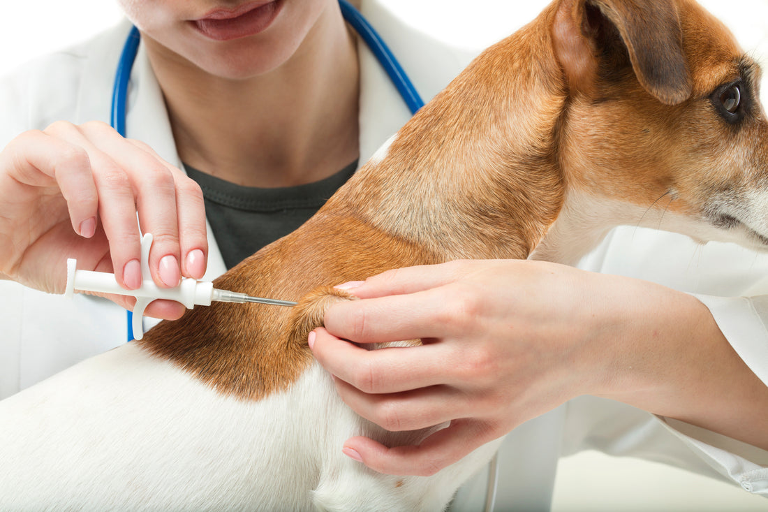 Dog Diseases and Vaccines You Need To Know About | Vet Organics | EcoBug | Supplements
