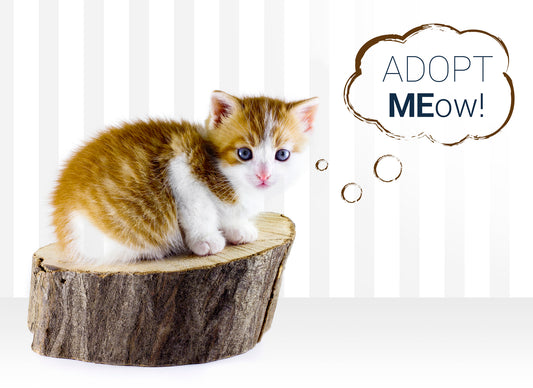 What To Watch For When Adopting A Cat Vet Organics