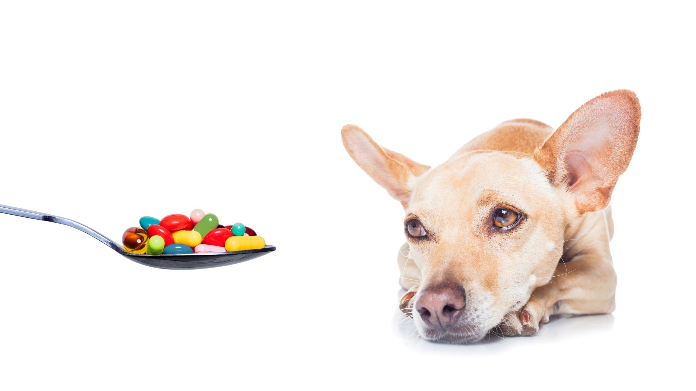 Vitamins Dogs Need And Why Vet Organics