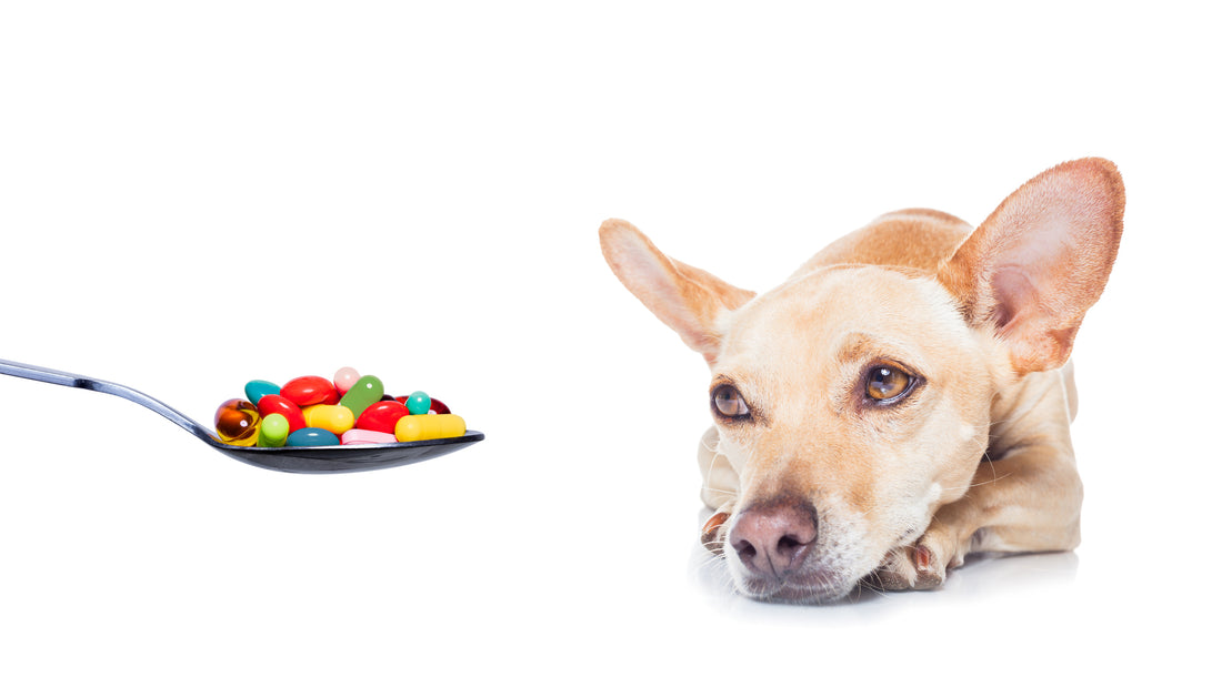 Vitamins Dogs Need And Why | Vet Organics