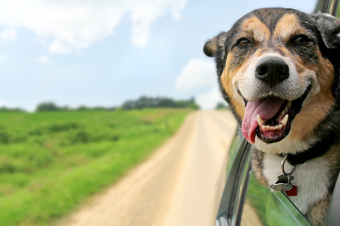 Going on a Road Trip with Fido, Part 2 | Vet Organics