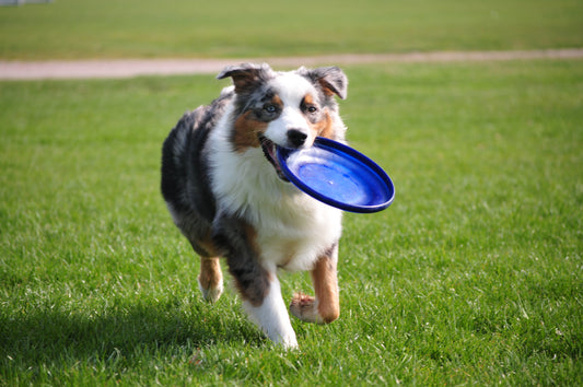 The Right Amount Of Exercise For Your Dog’s Health And Lifestyle, Part Four | Vet Organics