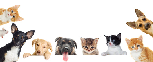 pet appreciation week