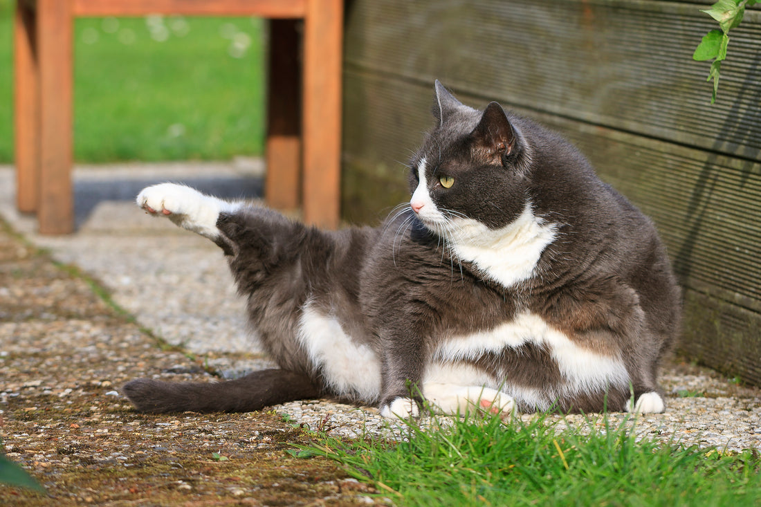 Health Risks for Overweight Cats | Vet Organics