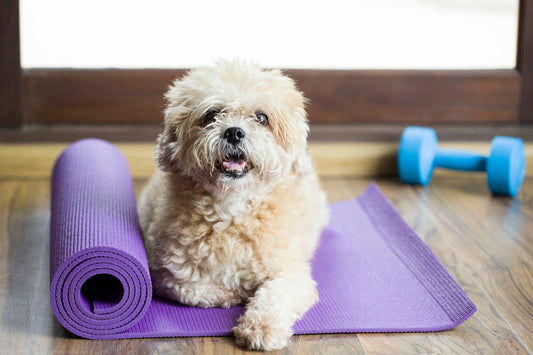 7 Ways to Get Fit with Fido | Vet Organics