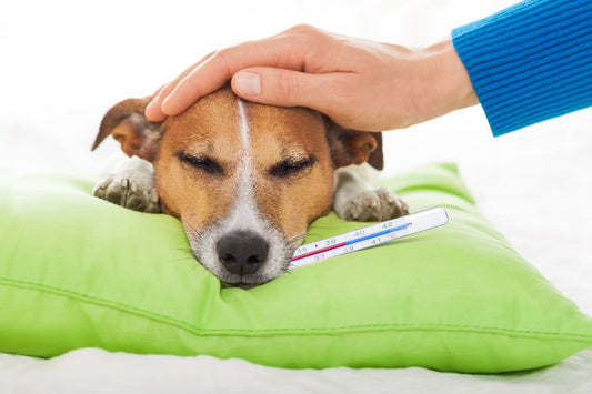 6 Most Common Deadly, but Preventable Dog Illnesses (Part Two)