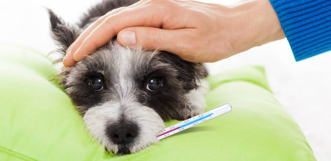 6 Most Common Deadly, but Preventable Dog Illnesses (Part One)