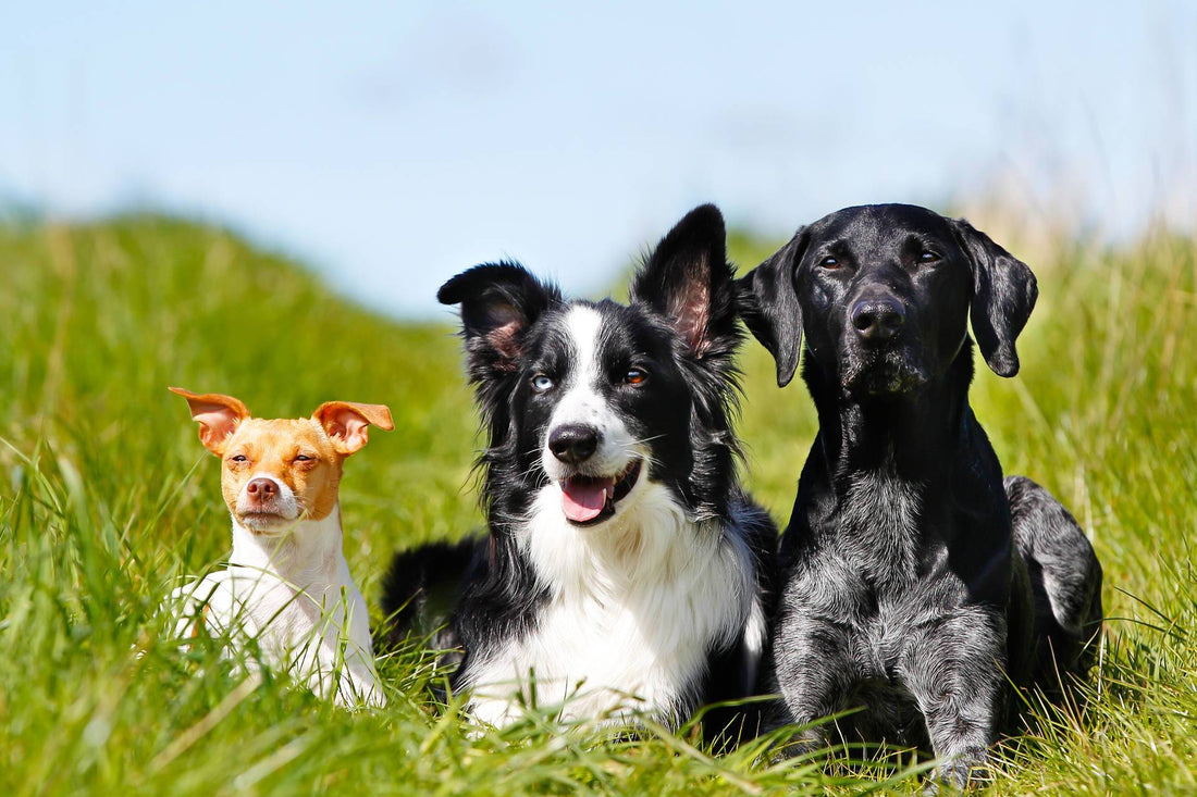 Pssst, It’s Adopt A Dog Month. Adoption Advice - Pass It On