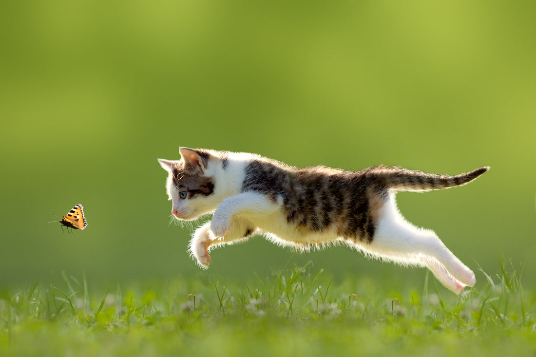 When Our Pets Get Sick in the Summer | Vet Organics
