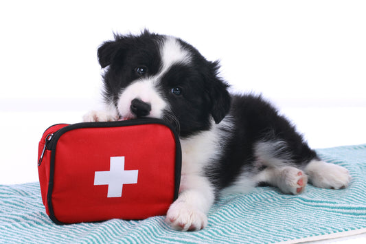How To Create A First Aid Kit For Your Dog | Vet Organics