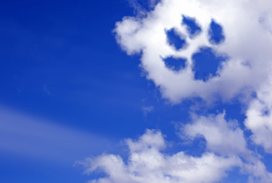 End-of-Life Care: Dealing With Grief | Vet Organics
