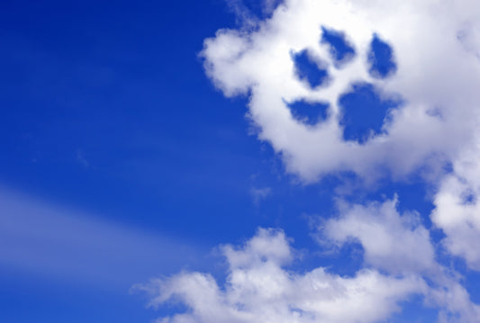 End-of-Life Care: Dealing With Grief | Vet Organics