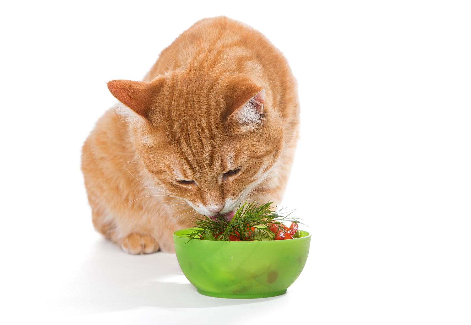 Vitamins Cats Need and Why Vet Organics