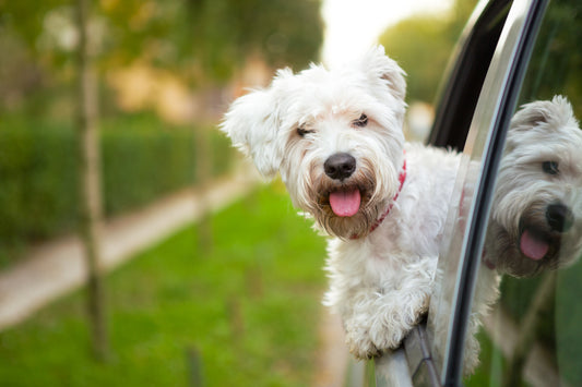 What You Need To Know About Dogs And Motion Sickness | Vet Organics