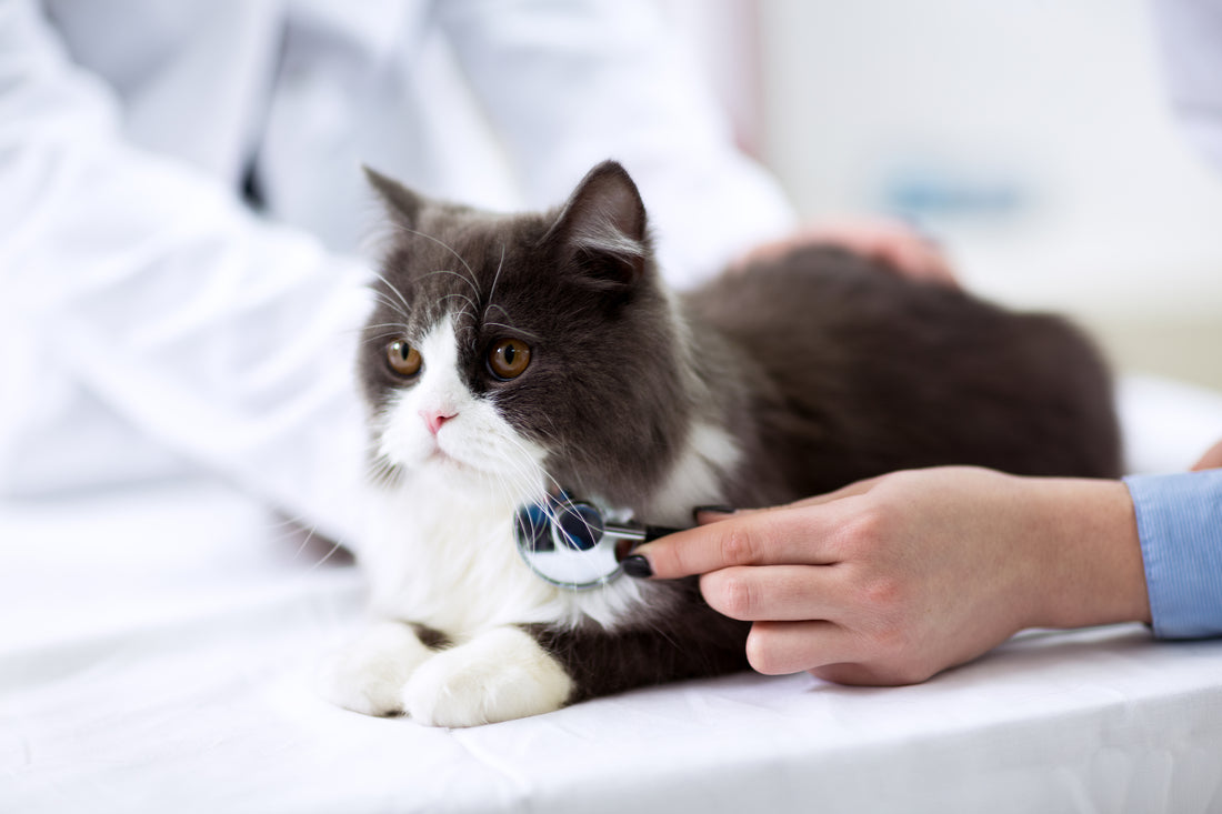 Can Humans Contract Cat Diseases? Part One