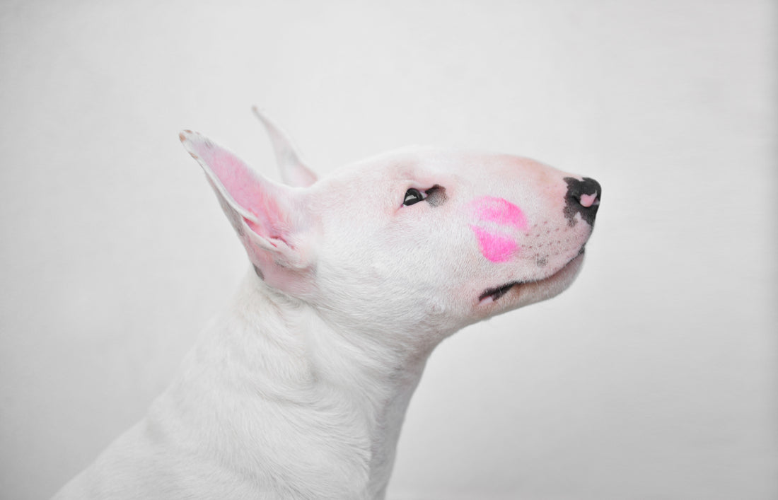 Telling Our Dogs We Love Them In Ways They Can Understand