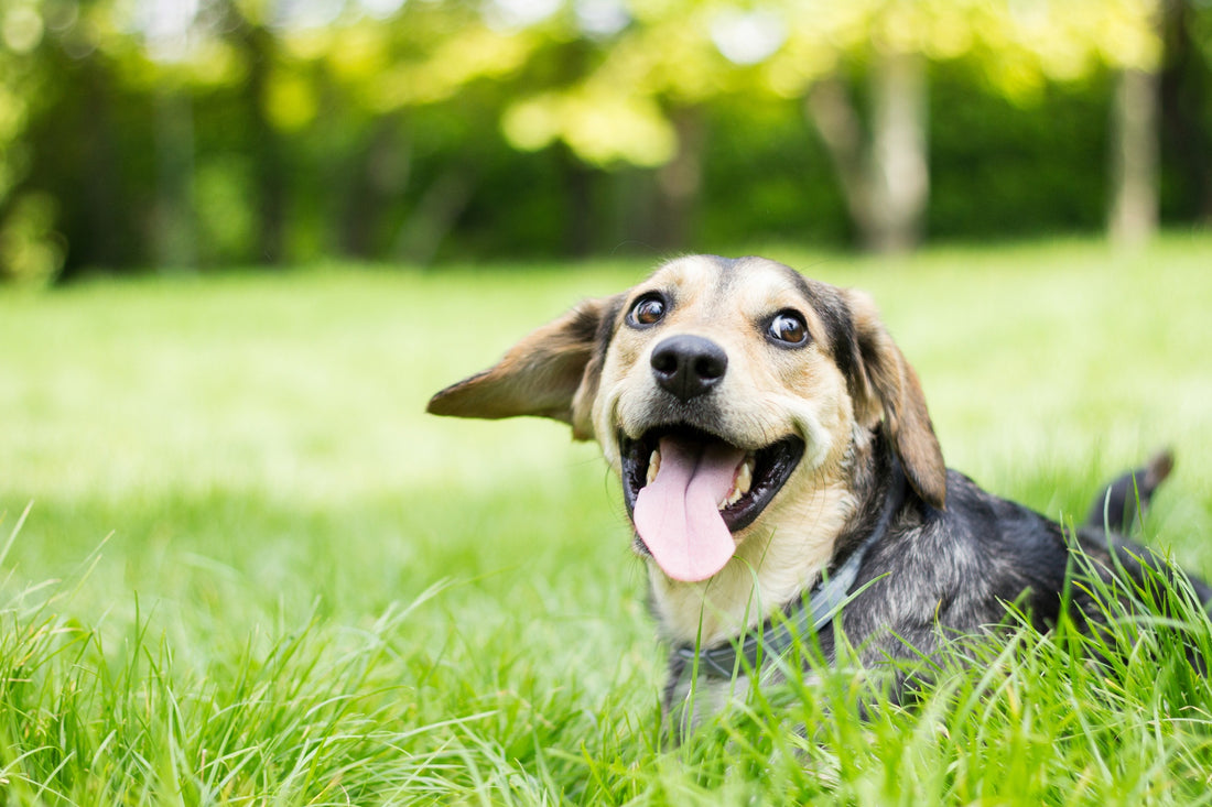 An Infographic Guide to Ear Mites in Dogs