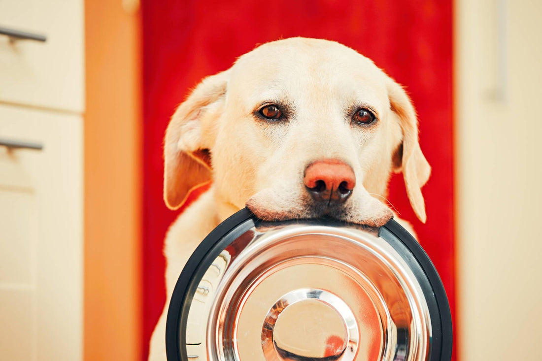 Let’s Talk About Food Allergies And Our Dogs