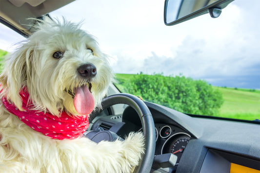 Road Tripping With Your Dog, Part 1 | Vet Organics