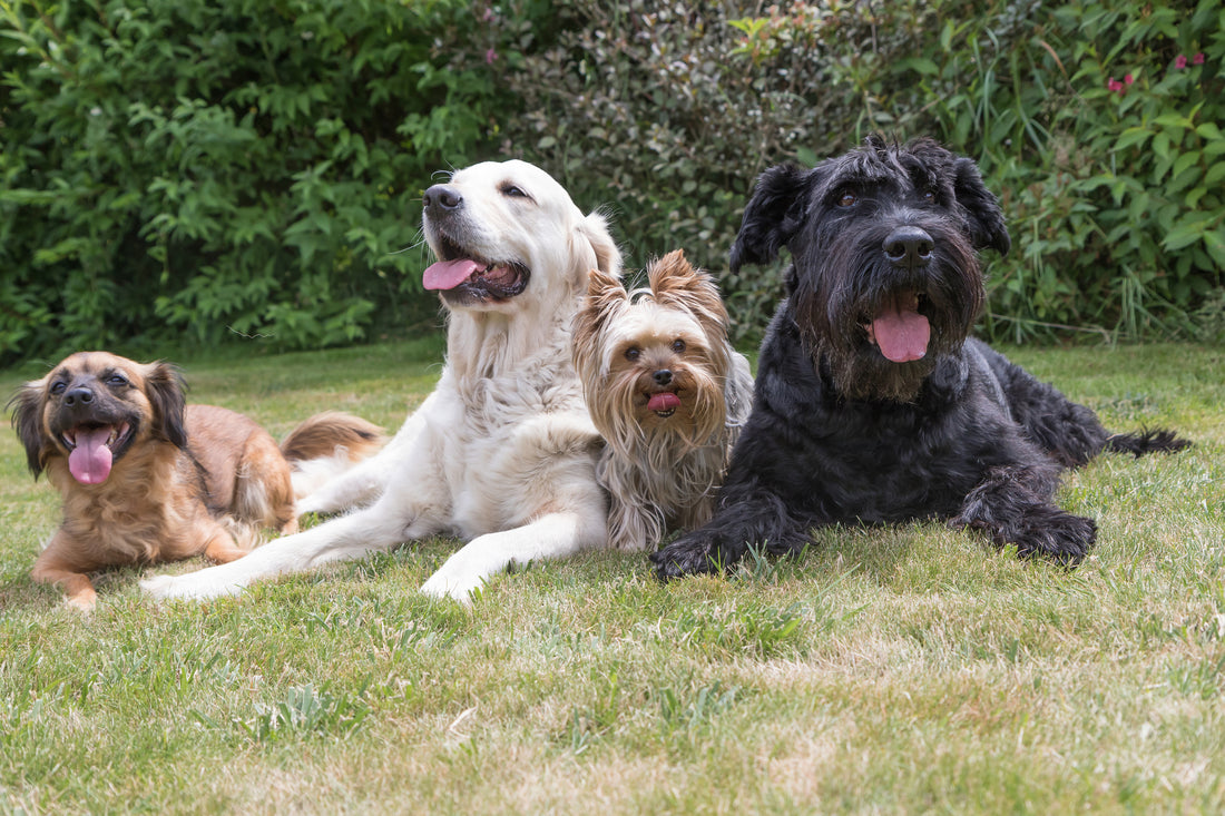 Questions To Ask Before Enrolling In Doggy Daycare Vet Organics