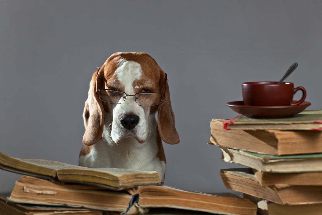 Fun Dog Trivia | Vet Organics 