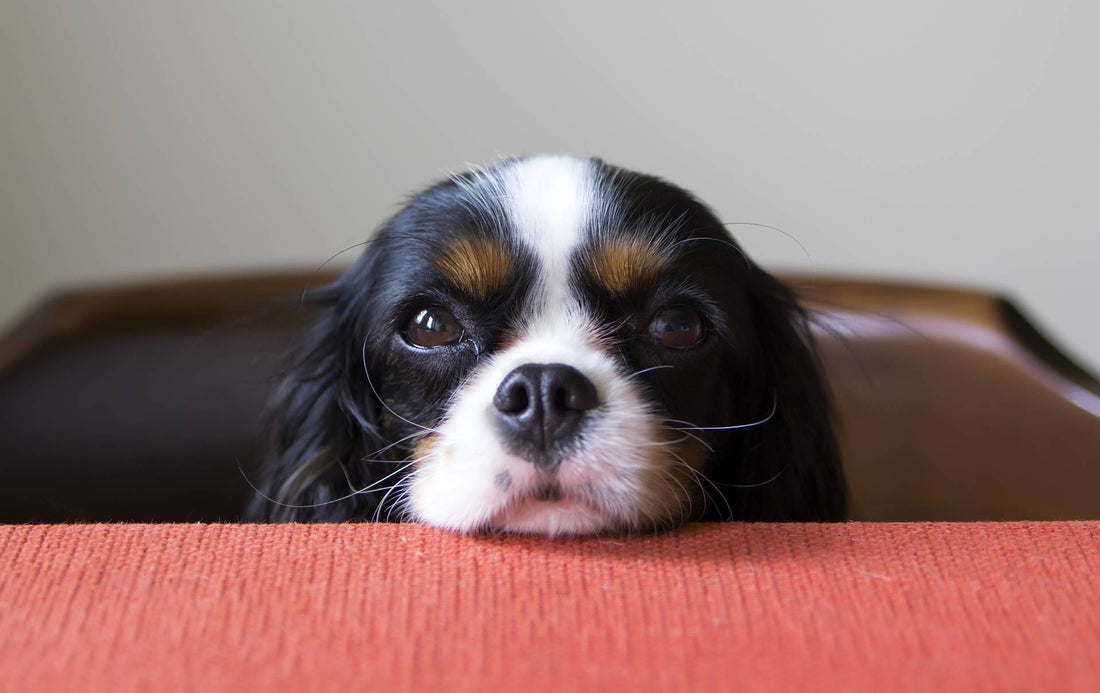 Are Table Scraps Okay For Dogs?