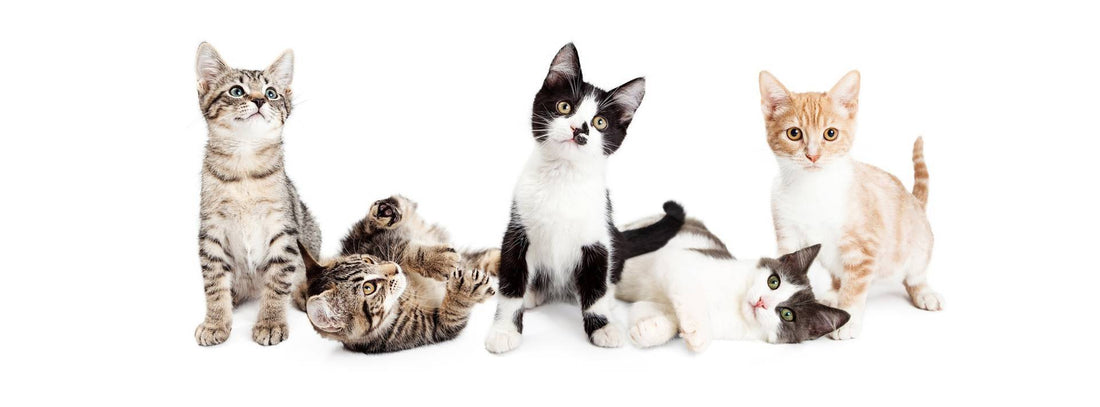 Celebrate Cat Herders Day on December 15th!