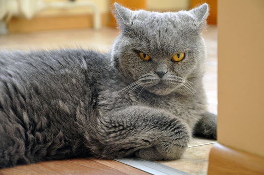 Are You Stressing Your Cat Out? | Vet Organics