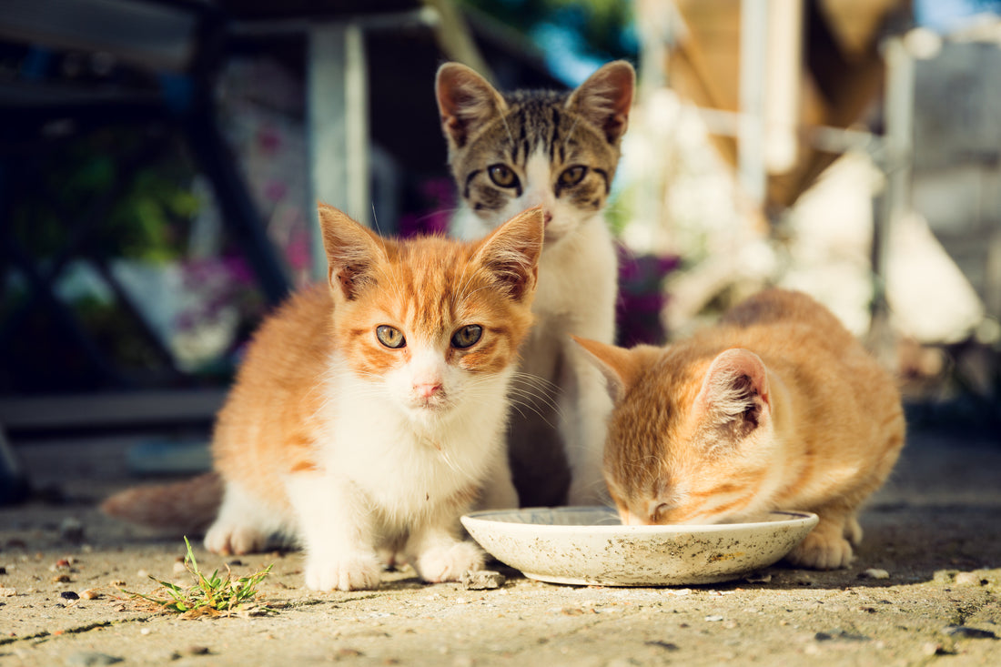 Understanding Cat Colonies And How You Can Help | Vet Organics
