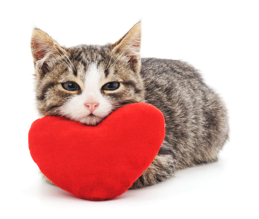 Do You Have A Bonded Cat Family? Part Two | Vet Organics