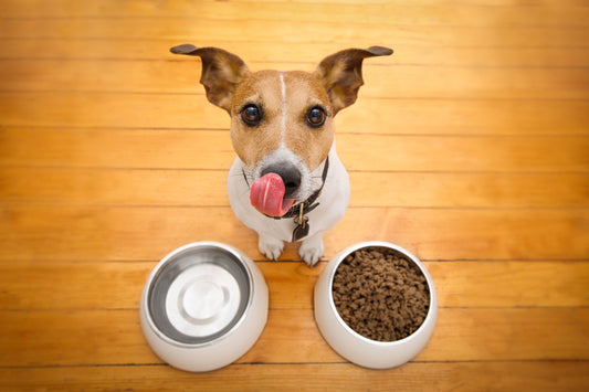 Digestive Problems In Dogs | Vet Organics
