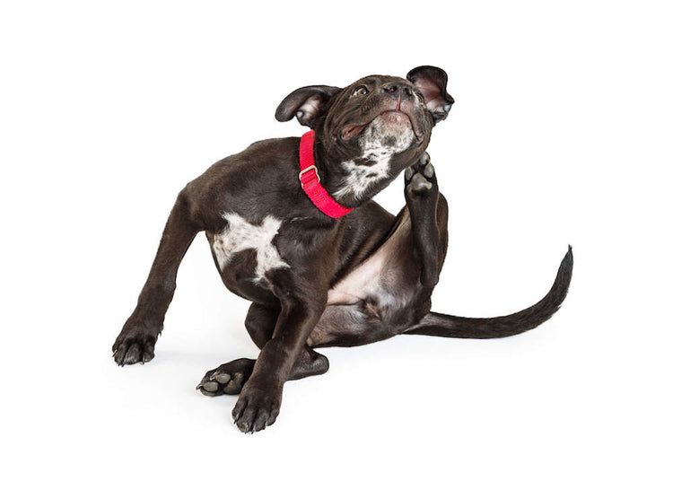 View of Safe and Effective Natural Flea Treatments for Dogs – Vet Organics