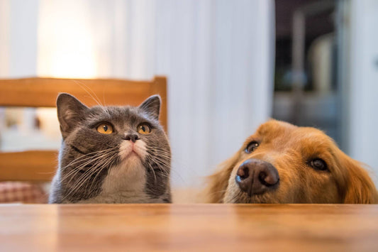 8 Thanksgiving Feast Staples You Can Share With Your Pets!