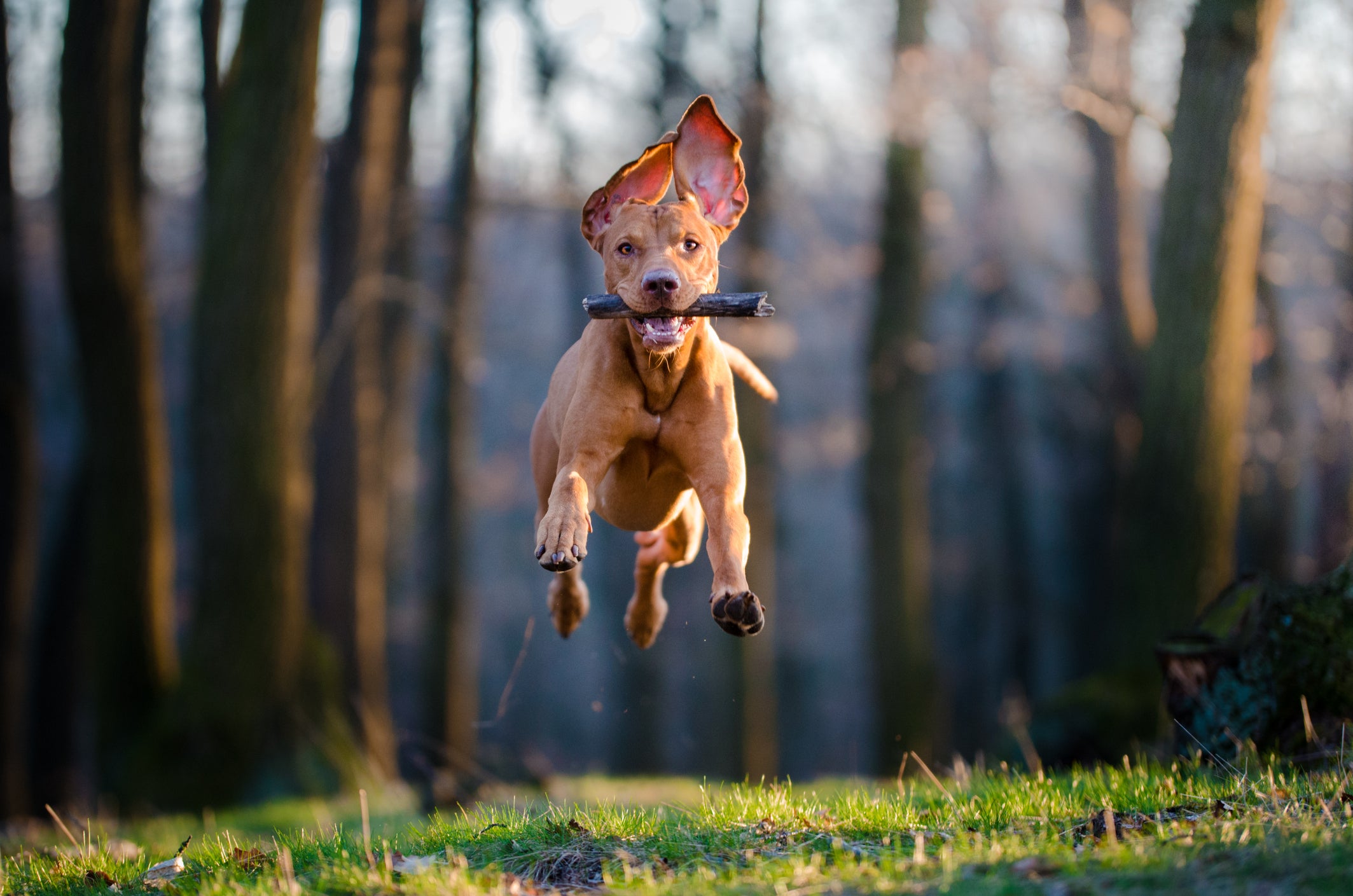 Exercise for Fido’s Breed, Part One | Vet Organics