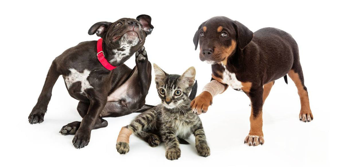 Fast Facts and Stats About Fleas and Our Pets