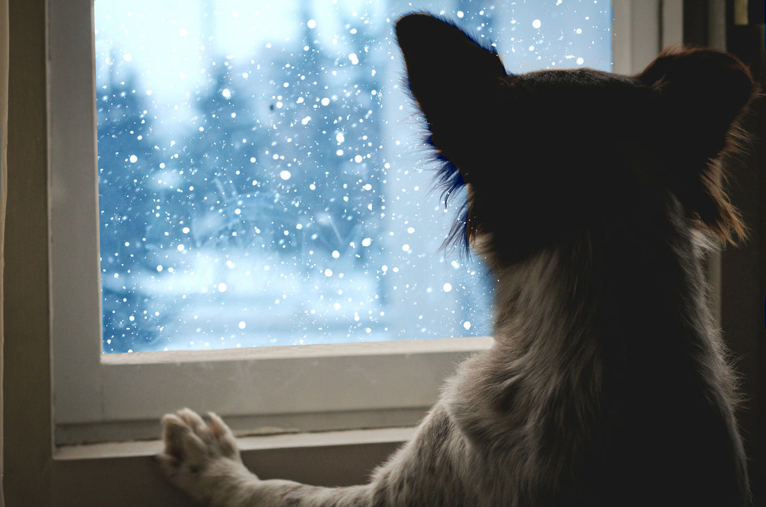 Overcoming Canine Cabin Fever | Vet Organics