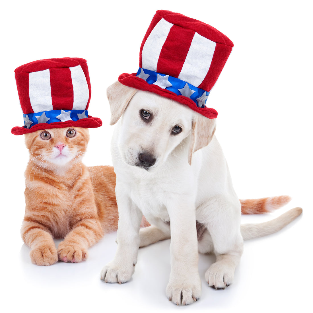 presidents dogs vet organics cover