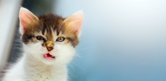 Pee-yew! Why Does Kitty’s Breath Stink? | Vet Organics