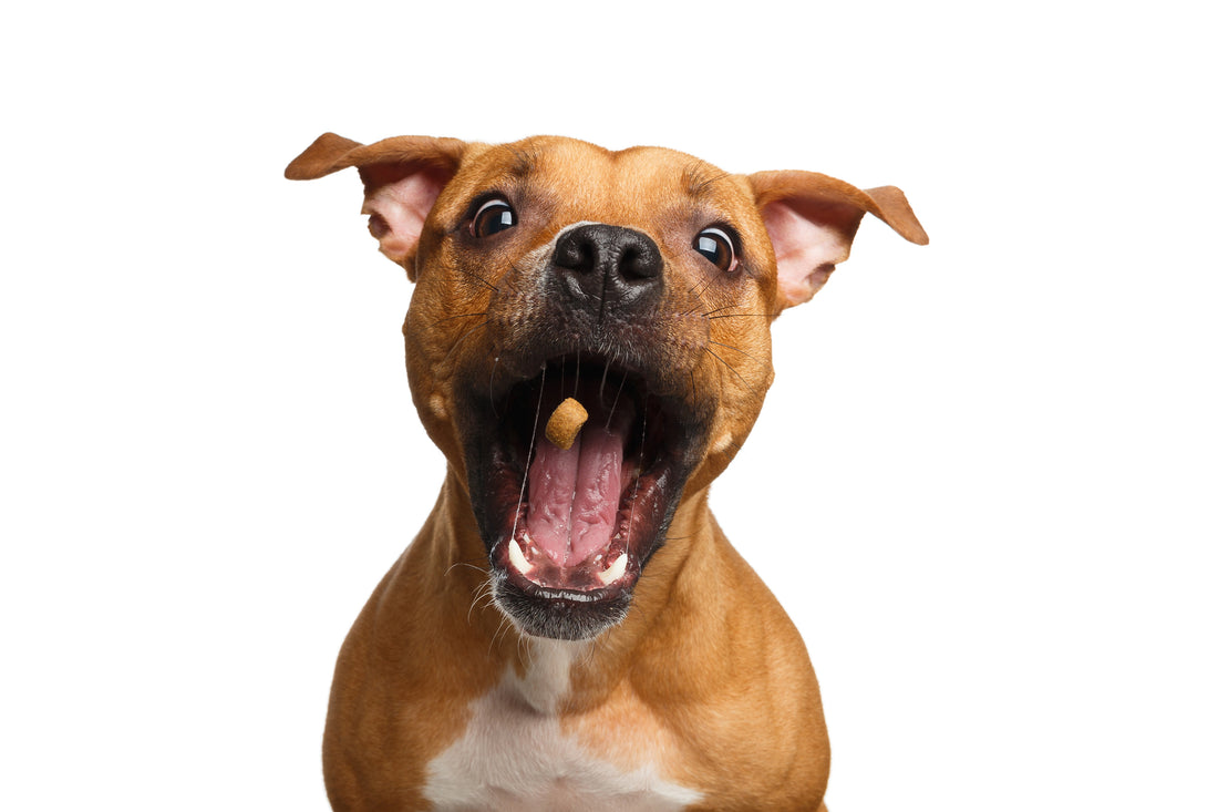 A Guide to Dog Treats Part One: Varieties and Purposes | Vet Organics