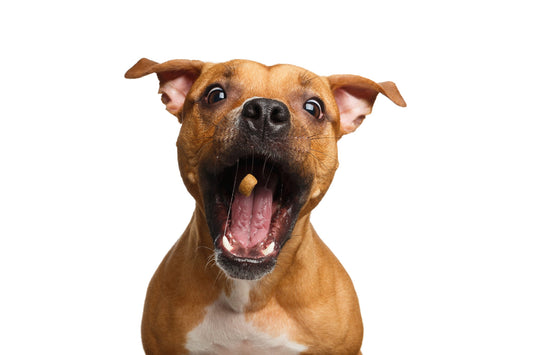 A Guide to Dog Treats Part One: Varieties and Purposes | Vet Organics