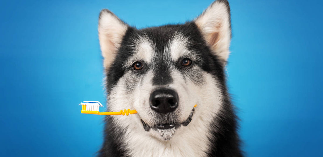 Tips for a Healthier Dog Smile