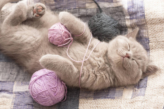 Why Do Cats Sleep So Much?