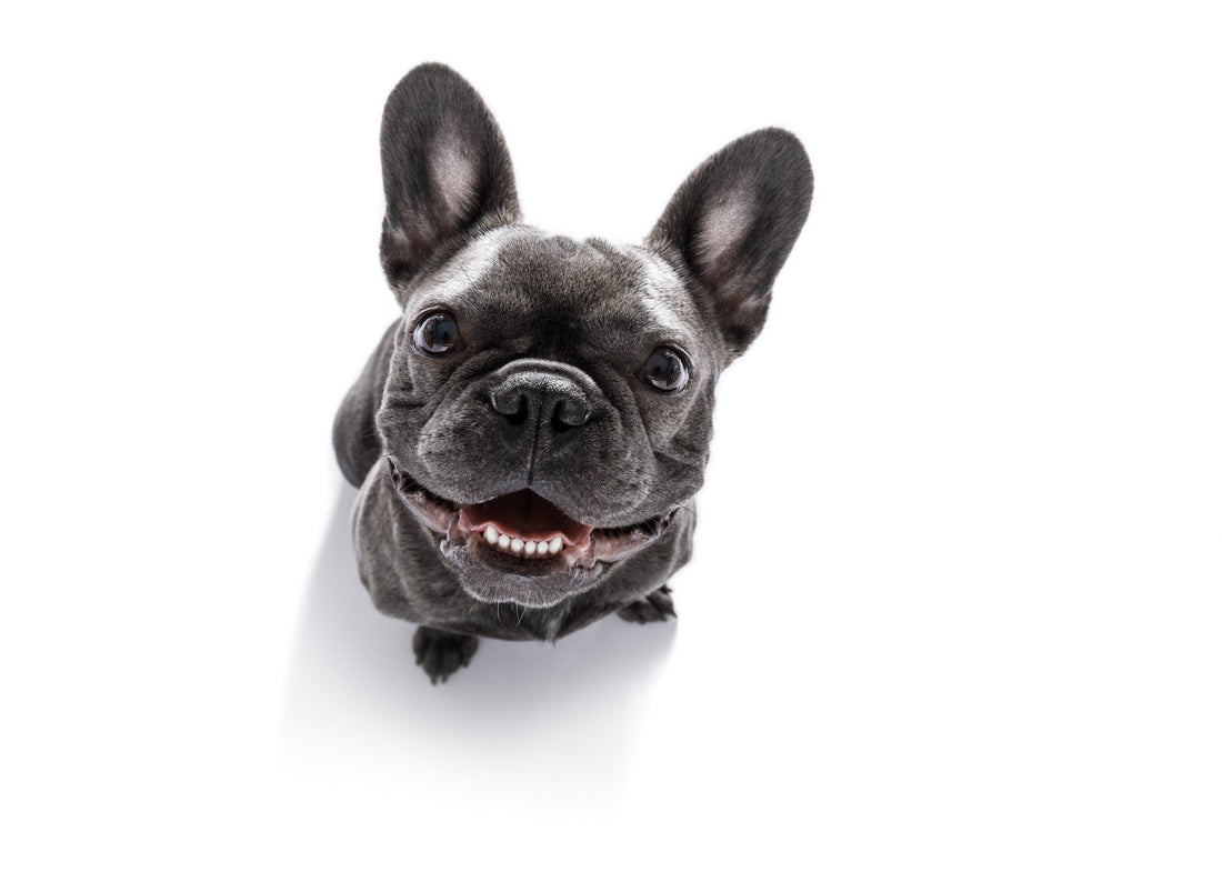 essential-commands-vet organics-