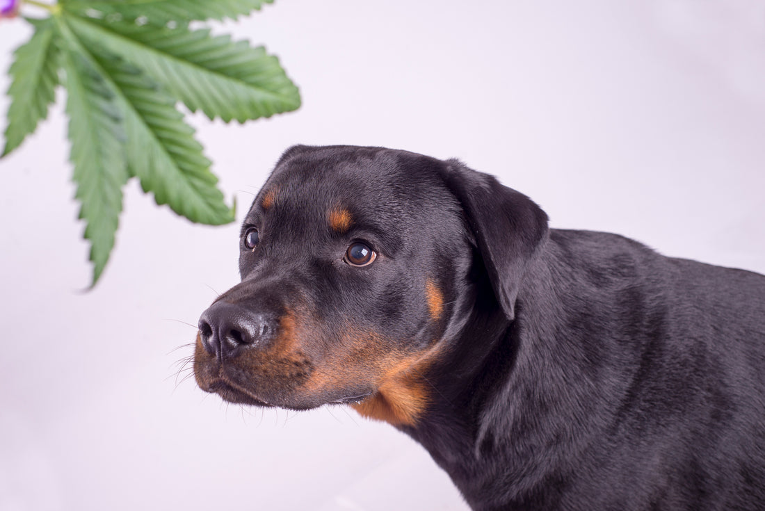 Dogs And CBD Products: Here's What We Know So Far | Vet Organics
