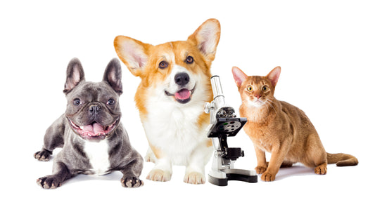 A Primer on Pet Vaccines, Part One | Vet Organics