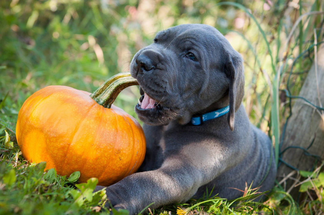 What You Need to Know About Pumpkins and Dog Nutrition: It Isn’t Just For Pie & Lattes