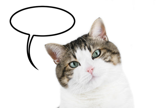 Cat Communication: Are You Listening? Vet Organics