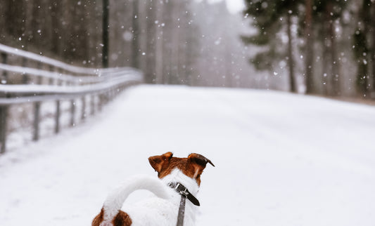Winter Weather Safety Tips for Your Dog | Vet Organics