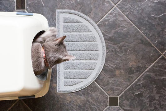 House-training Kittens: It’s Easier Than You Think | Vet Organics