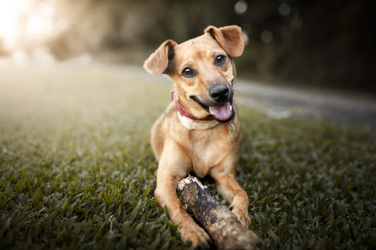 What is Your Pooch Trying To Tell You? | Vet Organics